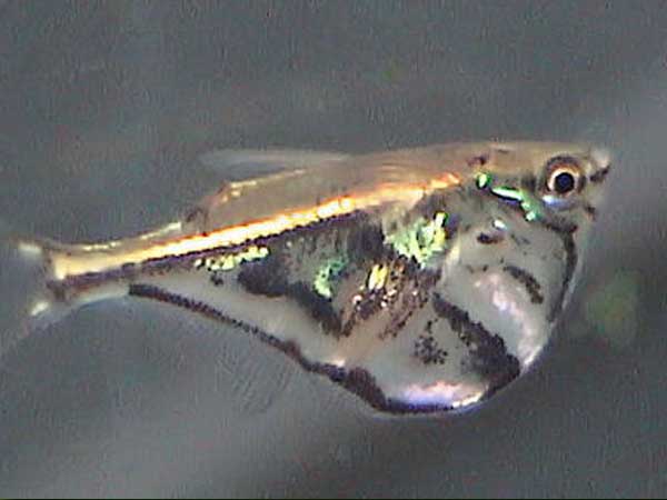 Marmoreret øksefisk