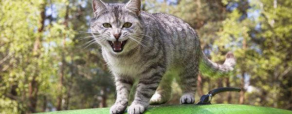 Gå væk kat – Hvordan holder jeg katte væk fra min have?