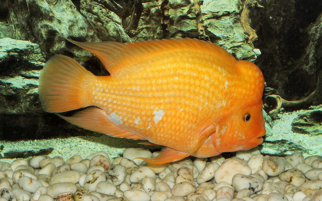 Papegøje fisk orange