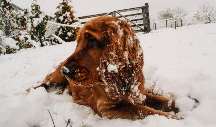 Pas på din hund i den kolde tid