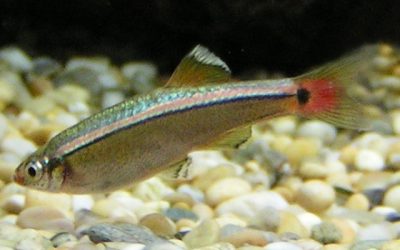 Kardinal fisk
