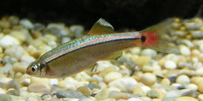 Kardinal fisk
